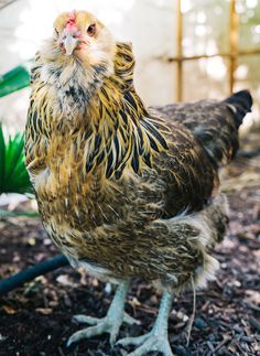 a brown and black chicken standing on top of dirt next to a green leafy plant