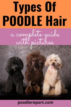 three poodles sitting next to each other with the words types of poodle hair