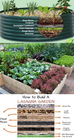 an info sheet describing how to build a vegetable garden in your backyard or front yard