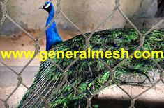 a peacock standing behind a chain link fence