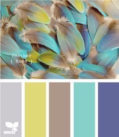 the color scheme for feathers is blue, yellow and gray