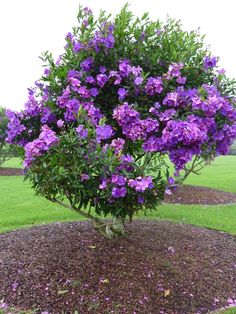 purple flowers are blooming on the top of a tree in a park, with grass and mulch around it