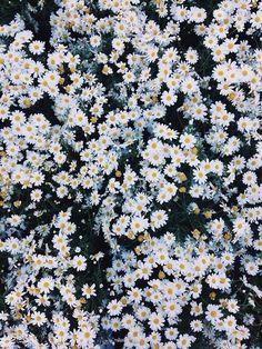 white daisies with the words'my mama, don't like you're into these flowers but i love them