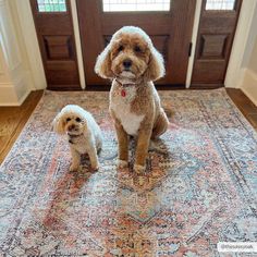 two poodles sitting on a rug in front of a door with their heads turned to look like they are looking at the camera