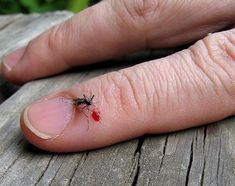 Anyone who loves hanging outside but doesn't love the bugs will want to check out our guide on how to avoid insect bites and stings in the outdoors! Bug Bite Relief, 1 Mai, Pasta Dental, Bug Bites, Insect Bites, Jairzinho