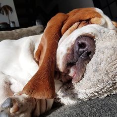 a brown and white dog laying on top of a couch