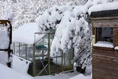 a small greenhouse covered in snow next to a tree