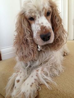 a brown and white dog sitting on top of a carpeted floor next to a door