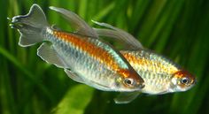 two goldfish swimming in an aquarium with green algae