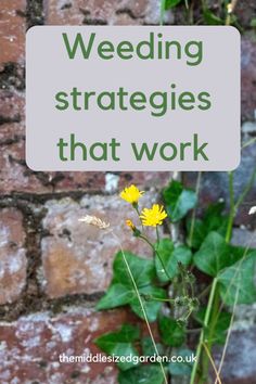 yellow flowers in front of a brick wall with the words weeding strategies that work