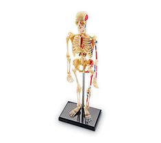 a model of the human body with bones, muscles and tendors on a black stand