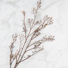 a plant is sitting on a white marble counter top, with tiny brown flowers in the foreground