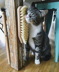 a gray and white cat is holding a brush in it's mouth