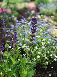 purple and white flowers are growing in the garden