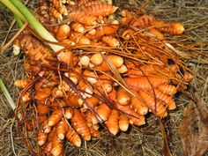 some carrots and other vegetables on the ground with grass in the foreground,