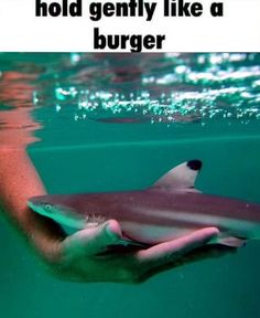 a person holding a shark in their hand with the caption hold gently like a burger