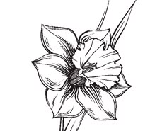 a black and white drawing of a flower