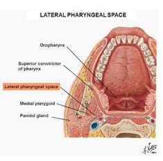 Head and Neck Anatomy: Pharyngeal Spaces Head And Neck Anatomy, Maxillary Nerve, Neck Anatomy, Cervical Vertebrae, Skeletal System, Lymph Nodes, Skeletal, Head And Neck