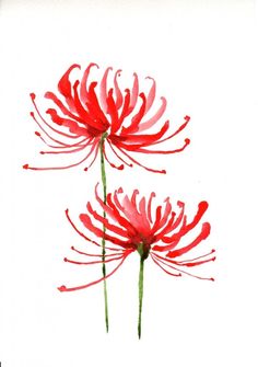 two red flowers on a white background with watercolor paint streaks in the center and bottom