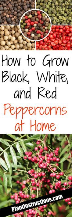 how to grow black, white, and red peppercorns at home with text overlay