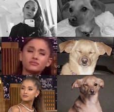 four different pictures of dogs and people in the same photo, one has her eyes closed