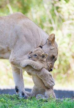 a baby lion playing with its mother in the wild