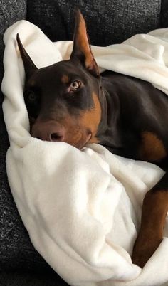 a black and brown dog laying on top of a couch covered in a white blanket