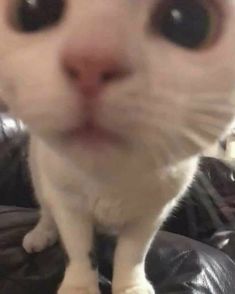 a close up of a cat on top of a leather chair with its eyes wide open