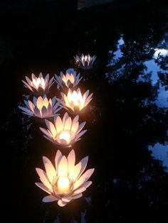 lighted water lilies floating in a pond at night