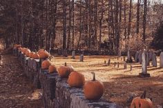 pumpkins are lined up along a fence in a graveyard area with trees and headstones