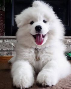 a fluffy white dog sitting on the floor with its tongue out and it's mouth open