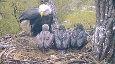 an eagle sitting on top of a nest next to two baby bald eagles in the woods