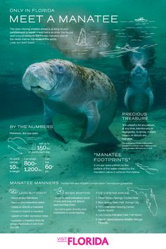 a poster with information about manatees in the water