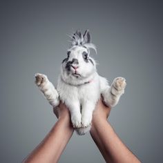 a person holding a small white and gray rabbit in their hands, with one paw raised up to the camera