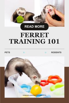 the ferret training 101 book is open and showing two ferrets playing with toys