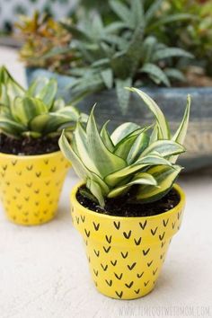 two potted plants sitting on top of a white table next to other pots filled with plants