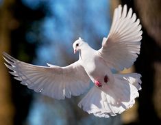 a white bird is flying through the air