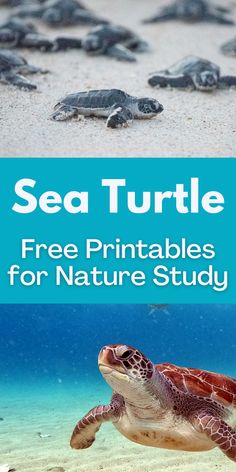 sea turtle printables for nature study with text overlay that reads sea turtle free printables for nature study