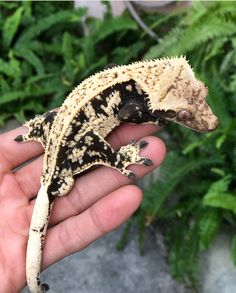 a small gecko sitting on top of a person's hand in front of some plants