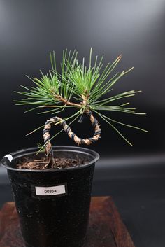 a small pine tree in a black pot