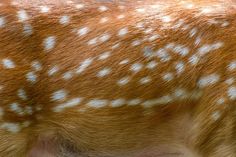 the head and back of a deer with spots on it's fur