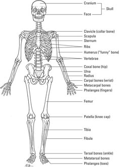 the skeletal skeleton and its major bones are labeled in this diagram, with labels on each side