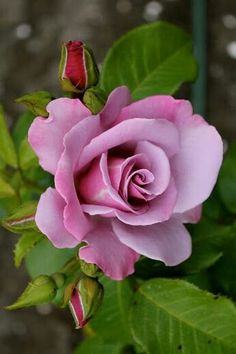 a pink rose with green leaves and buds