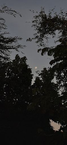 the moon is seen through the trees in the night sky, with only one light visible