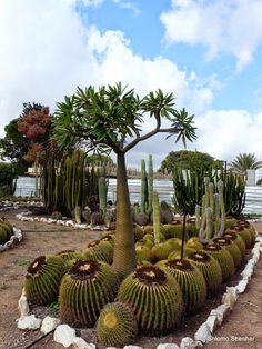 many different types of cactus in a garden