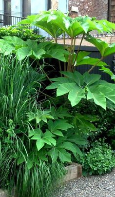 some very pretty green plants in a big garden