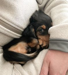 a small black and brown dog laying on top of a person's lap,