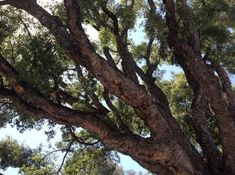 a large tree with lots of green leaves on it's branches and sky in the background