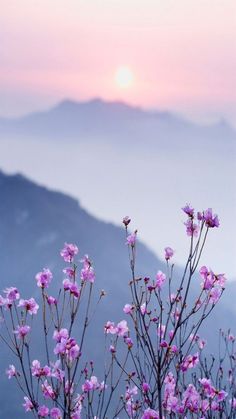 50-Spring-Aesthetic-Wallpaper-For-iPhone-Wallpaper IPhone Cute Girly Beautiful Hd Purple Flower Wallpaper, Purple Flower Background, Flower Hd, Purple Flowers Wallpaper, Background Hd Wallpaper, Aesthetic Purple, Wallpaper Collage, In Aesthetic, Grunge Room