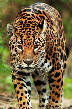 a close up of a leopard walking on a dirt ground with trees in the background